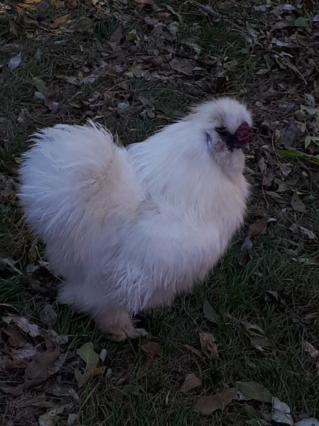  - Matase Japoneză 2019