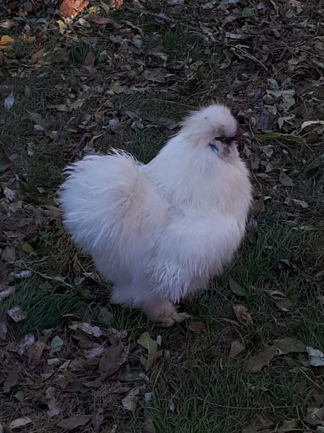  - Matase Japoneză 2019