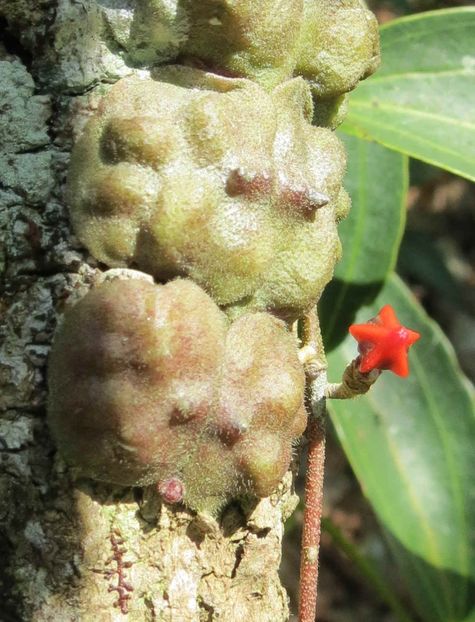 DISCHIDIA ASTEPHANA Bright star, in Greek - HOYA - in lume