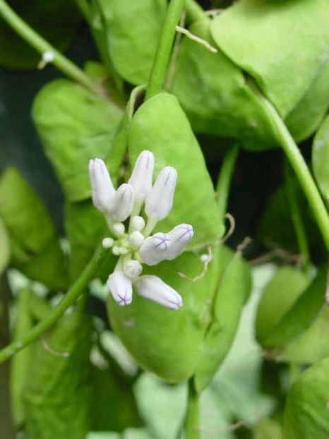 DISCHIDIA CLEISTANTHA - Cleisto - HOYA - in lume