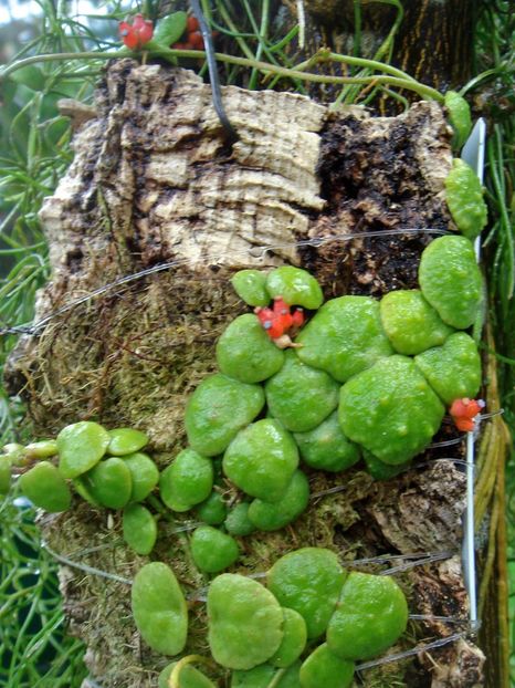 DISCHIDIA COCHLEATA - cochleta - HOYA - in lume