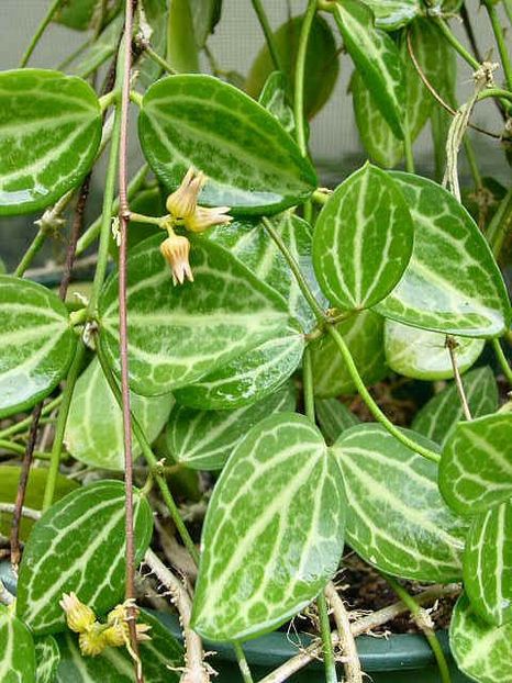 DISCHIDIA OVATA - HOYA - in lume