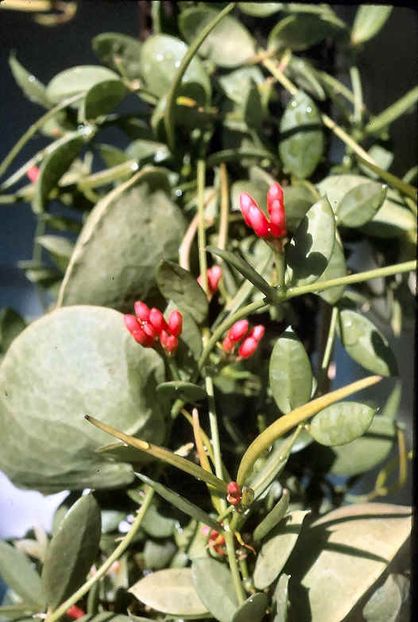 DISCHIDIA VIDALLI - HOYA - in lume