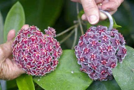 H. pubicorolla, on left, and H. pubicalyx (Pollilo Island), on right.  - HOYA - in lume