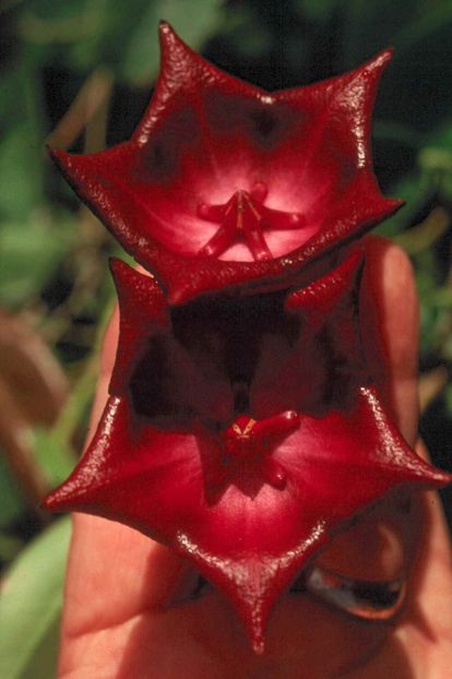 HOYA  KAIMUKI hybrid (macgillivrayi x archboldiana) - HOYA - in lume