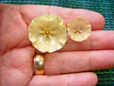 Hoya campanulata - HOYA - in lume