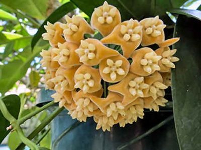 HOYA CHEWIORUM - from Sabah - HOYA - in lume