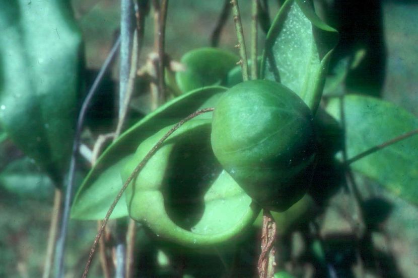 HOYA DARWINII - HOYA - in lume