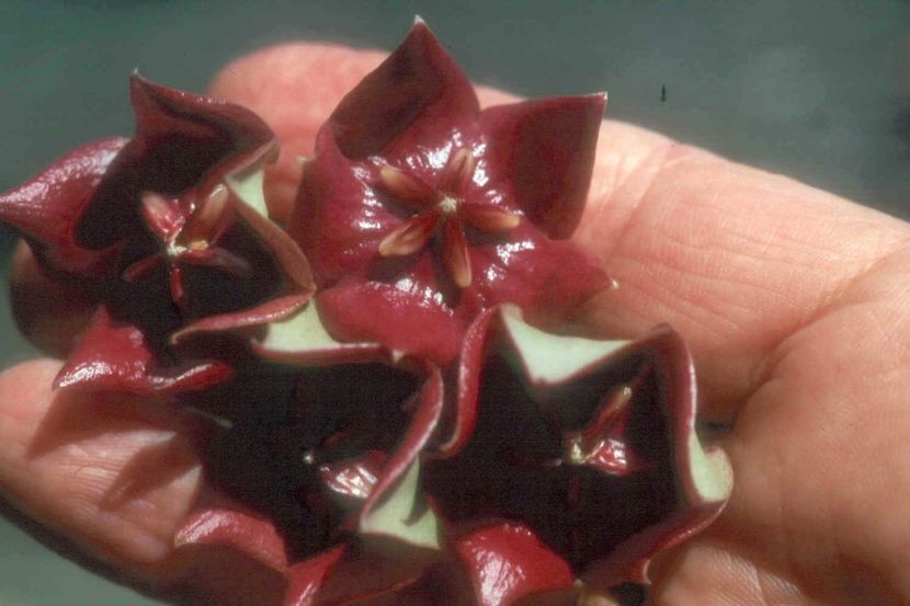 HOYA MEGALASTER - HOYA - in lume