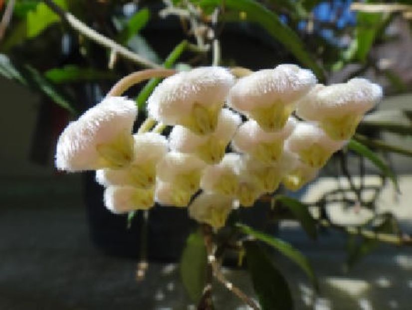 HOYA MIRABILIS - HOYA - in lume