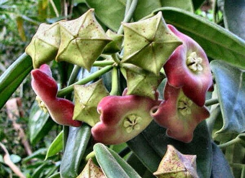 Hoya Monette hybrid (coronaria x lauterbachii) - HOYA - in lume