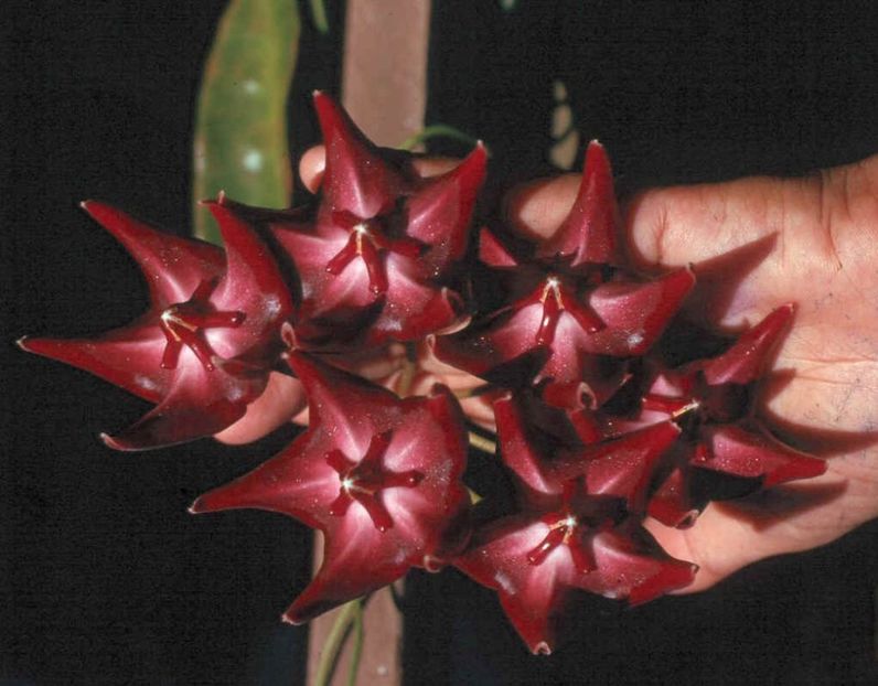HOYA ONYCHOIDES - HOYA - in lume
