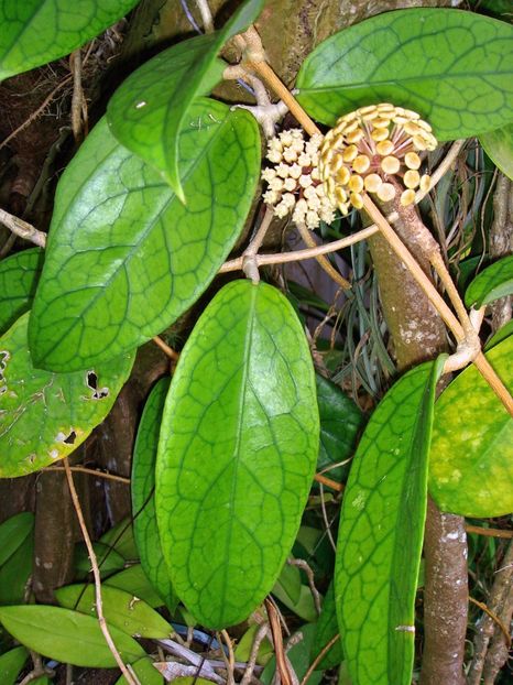 HOYA RANAUENSIS - HOYA - in lume