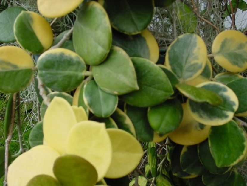 Hoya varaust - HOYA - in lume