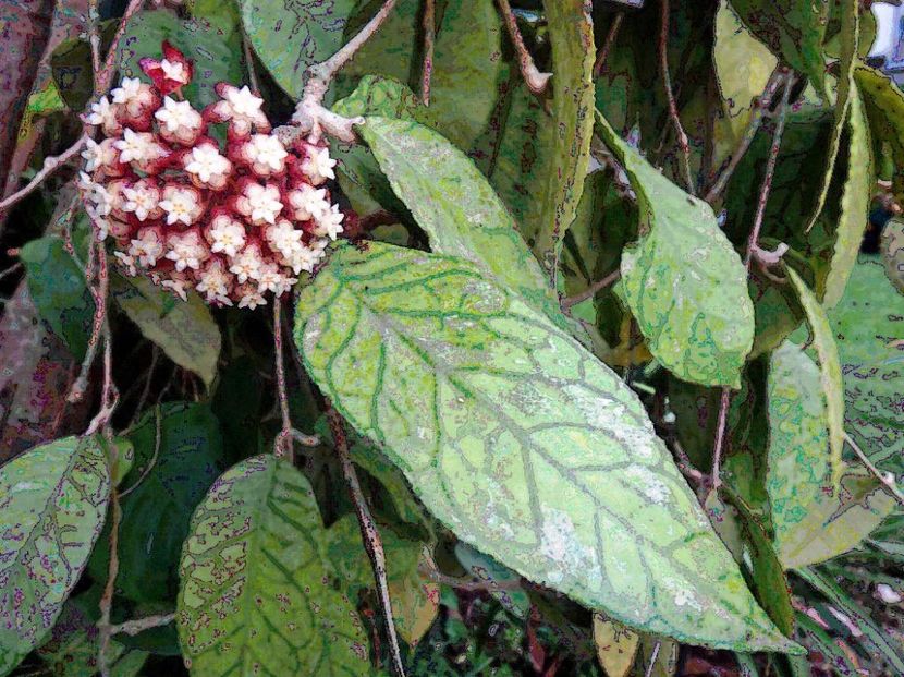 HOYA VITELLINOIDES - HOYA - in lume