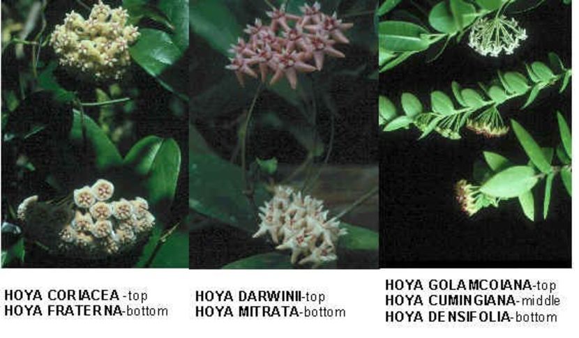 page_82 - HOYA - in lume