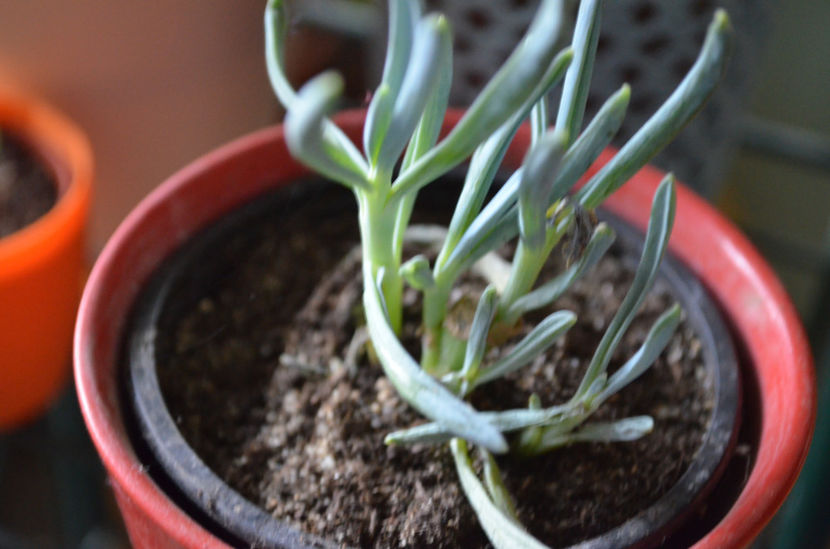  - suculente si cactusi