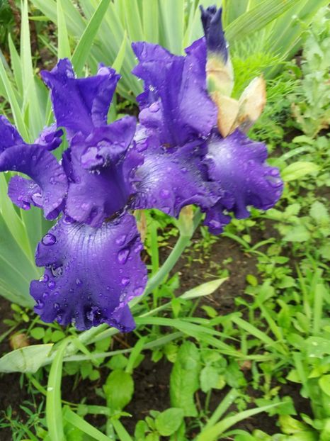 received_2037474163166942 - Irisi infloriti in 2019