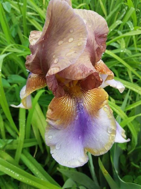 received_1889941957965142 - Irisi infloriti in 2019