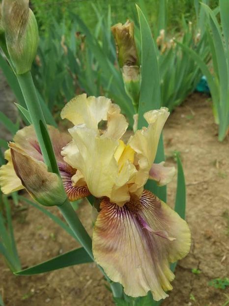 received_1889941917965146 - Irisi infloriti in 2019