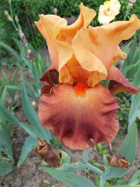 received_1889941907965147 - Irisi infloriti in 2019