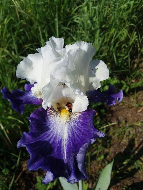 received_1889941884631816 - Irisi infloriti in 2019