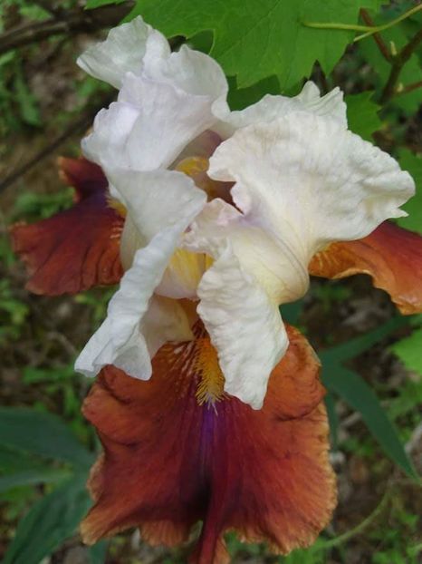 received_1889941834631821 - Irisi infloriti in 2019