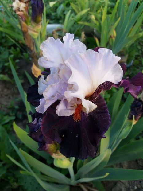 received_1889941734631831 - Irisi infloriti in 2019