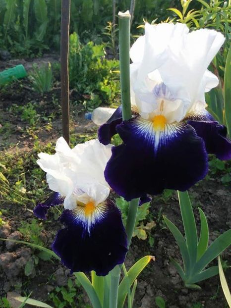 received_1889941687965169 - Irisi infloriti in 2019