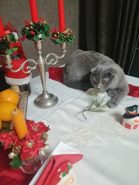  - Pisicute căței și altele