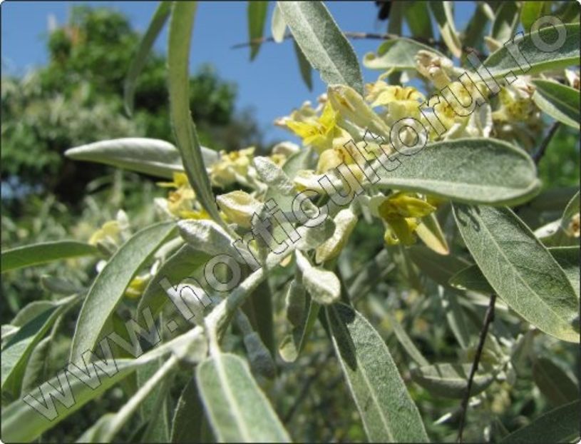 Salcioara-sau-salcie-mirositoare_Elaeagnus-angustifolia_3 - SALCIE PARFUMATA SALCIOARA