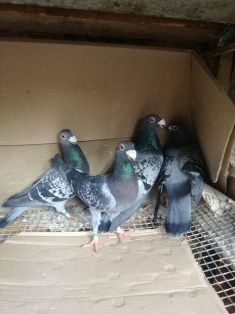 2 perechi 2019 - Matca pt 2020