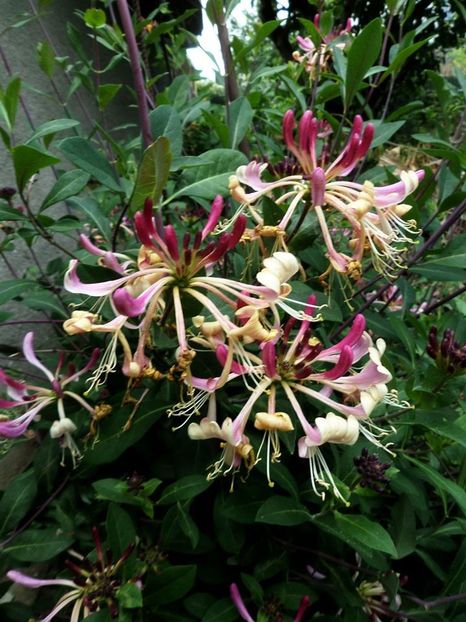 Lonicera Periclymenum Serotina - CAPRIFOI MANA MAICII DOMNULUI