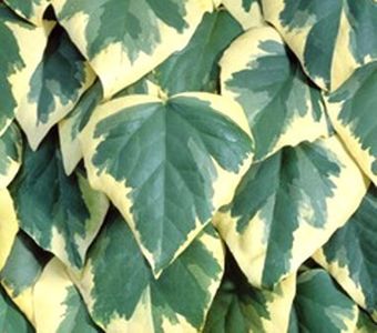 hedera_colchica_dentata_variegata - IEDERA