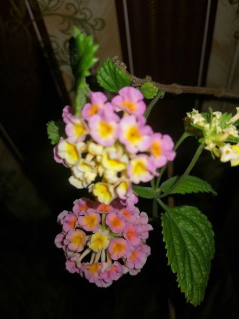 Lantana - Ianuarie _februarie 2020-2022