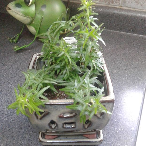 Hedera Helix Sagittifolia  ivy - IEDERA