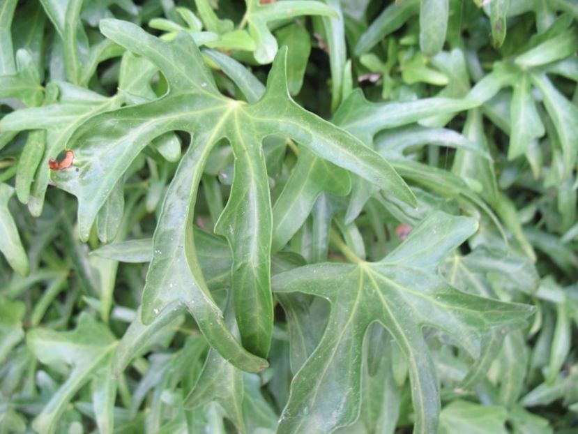 Hedera_helix_L._var._Sagittifolia._Puente_L._R.__6_1024x768 - IEDERA