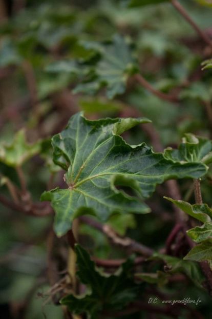 hedera-helix-ivalace-p-image-27987-grande - IEDERA