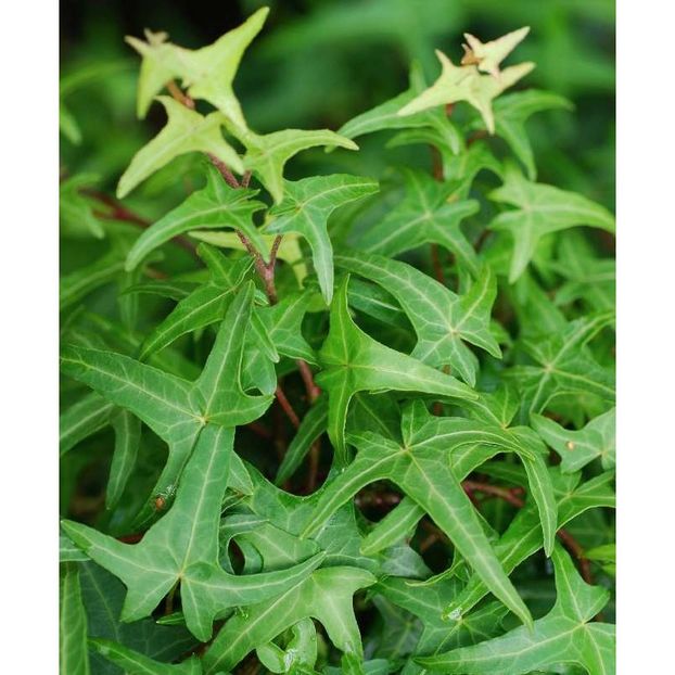 Hedera-helix-Sagittifolia - IEDERA