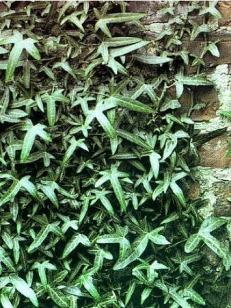 hedera-helix-sagittifolia- - IEDERA