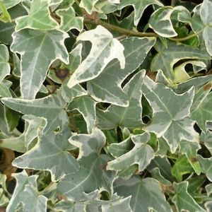 Hedera-helix-Sagittifolia-Variegata-Lierre-grimpant-à - IEDERA