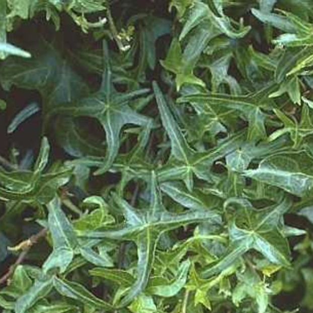 Helix Sagittifolia Ivy - 1 - IEDERA