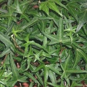Helix Sagittifolia Ivy - IEDERA