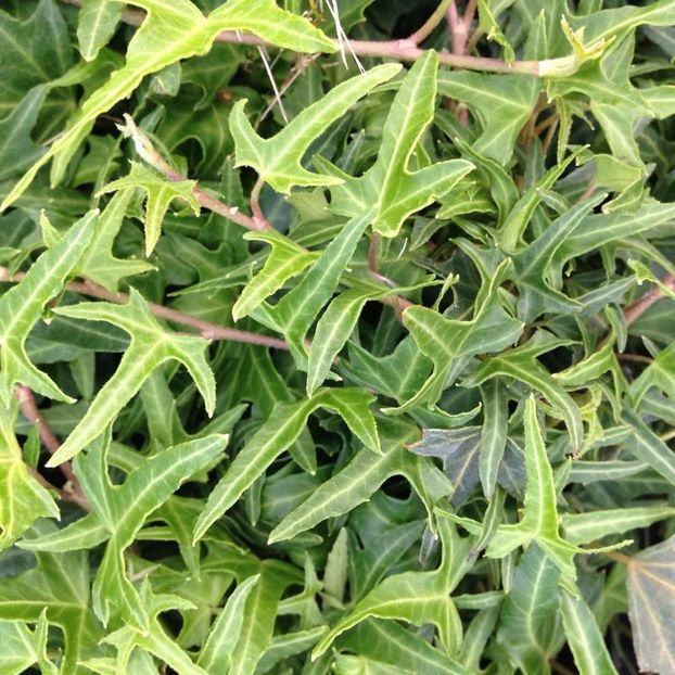 Iedera helix Sagittifolia - IEDERA
