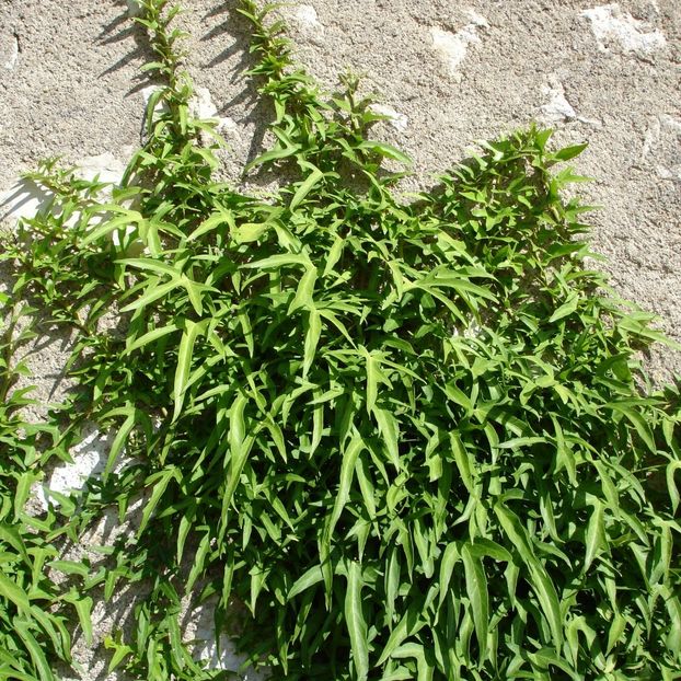 lierre-a-patte-d-oie-helix-sagittifolia (1) - IEDERA