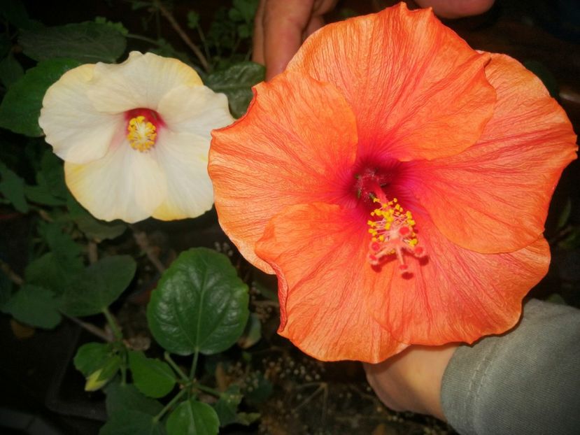 Hibiscusi - Ianuarie _februarie 2020-2022