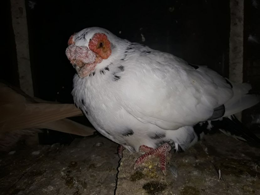 F 14 - Indian german 2020