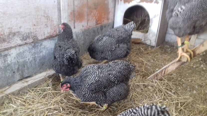  - PLYMOUTH ROCK BARAT F 3 -2020