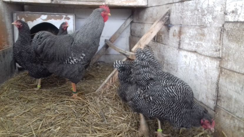  - PLYMOUTH ROCK BARAT F 3 -2020