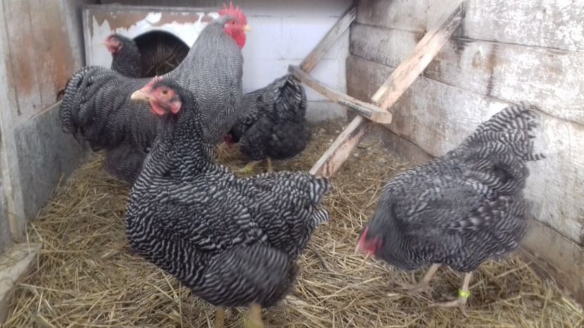  - PLYMOUTH ROCK BARAT F 3 -2020